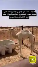 Watch Khalifa Eid demonstrate proper camel care techniques in this informative clip. The footage shows a young camel being fed from a large white trough in a desert enclosure, highlighting essential aspects of daily feeding and hydration. This practical guide offers viewers insights into maintaining healthy camels. by @kh-p19 with kh-p19 by Original Sound