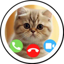 Talking Cat Call Lens and Filter by Shreyansh Humane on Snapchat