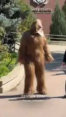 In a surprising moment captured at the Denver Zoo, a person dressed as Bigfoot walks down a path, creating a viral sensation. This footage, filmed by Sasha, shows the creature-like figure moving through the zoo grounds, sparking curiosity and discussion online. by @squashha with squashha by Original Sound