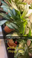 Video by @home_garden3 with original sound