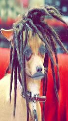 Preview for a Spotlight video that uses the dreadlocks dog Lens