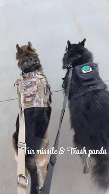 A behind-the-scenes look at Sasha's two highly-trained military-style dogs on a tactical walk. One German Shepherd wears a camouflage vest with 'PLATINUM' branding, while the other black dog sports a black tactical harness. Both are equipped with leashes and appear to be undergoing professional training or a public demonstration, showcasing their discipline and gear. by @squashha with suss. by Pheel.