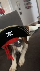Preview for a Spotlight video that uses the PIRATE PET AND I Lens