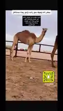 This static image shows a young dromedary camel standing in a fenced enclosure, likely part of a farm or ranch. The setting appears to be a dry, open landscape under a cloudy sky. Overlay text in Arabic identifies the location as 'Riyadh' and the subject as 'Camels'. The creator's name, Khalifa Eid, is displayed prominently, along with a Snapchat QR code, suggesting this is promotional material for his agricultural business. by @kh-p19 with kh-p19 by Original Sound