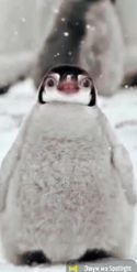 Preview for a Spotlight video that uses the Funny Penguin Lens