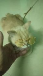Preview for a Spotlight video that uses the Cats with Shades Lens