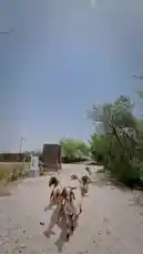 This vlog-style video takes you on a tour of Heenat Salma farm in Qatar during Eid Al Adha. The footage captures locals herding sheep, feeding camels, and enjoying the festive atmosphere, providing an authentic glimpse into Qatari rural life and cultural traditions. by @qatar with Original Sound by qatar