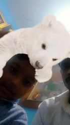 Preview for a Spotlight video that uses the Polar Bear Cuddle Lens