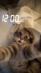 Preview for a Spotlight video that uses the Cat Morning Selfie Lens