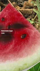 Preview for a Spotlight video that uses the watermelon Lens