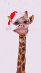 Preview for a Spotlight video that uses the Christmas Giraffe Lens