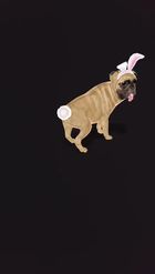 Preview for a Spotlight video that uses the Spring Pug Dog Lens