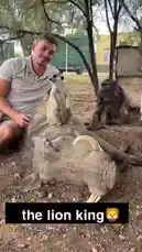 A man sits calmly beside a warthog lying on the ground, with a meerkat standing upright on its back. A baboon observes nearby. The scene is set outdoors in a naturalistic environment, possibly a wildlife sanctuary or reserve. The man interacts gently with the meerkat, creating a peaceful moment among the animals. by @levis_ian with Original Sound by levis_ian