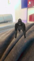 Preview for a Spotlight video that uses the Gorilla My Pet Lens