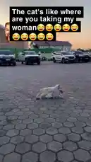 In this hilarious scene, a cat is seen chasing a car in a parking lot, seemingly trying to stop someone from taking its 'woman.' The unexpected and comical behavior of the cat, combined with the dramatic music, creates a viral-worthy moment. by @levis_ian with Original Sound by levis_ian