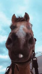 Preview for a Spotlight video that uses the zoom in horse Lens