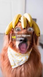 Preview for a Spotlight video that uses the Banana Dog Lens