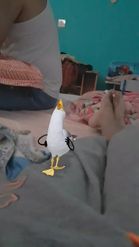 Preview for a Spotlight video that uses the Laughing Seagull Lens