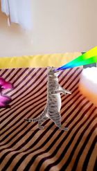 Preview for a Spotlight video that uses the Laser Cat Lens