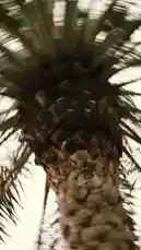 This evocative cinematic piece weaves together stunning imagery of Qatar's iconic palm trees, serene coastlines, and vibrant heritage sites with powerful Arabic calligraphy and poetic narration. It's a visual journey celebrating the nation's enduring spirit, deep-rooted traditions, and breathtaking natural beauty. by @qatar with Original Sound by qatar