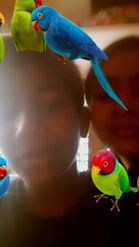 Preview for a Spotlight video that uses the Parrot Gang Lens