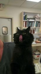 Preview for a Spotlight video that uses the Tongue Out Cat Lens
