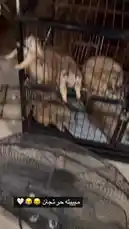 Video by @moneeragh with Original Sound by moneeragh