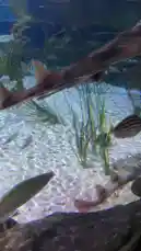 This captivating footage offers a serene glimpse into an aquarium environment. Viewers can observe various fish species gracefully swimming through clear water, navigating around aquatic plants and naturalistic rock formations. The tranquil ambiance highlights the beauty and diversity of underwater ecosystems. by @duke_sole with Original Sound by duke_sole