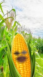 Preview for a Spotlight video that uses the Corn Face Lens