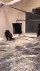 This dynamic clip captures a surprising moment where a gorilla walks through its enclosure before transitioning to a man, identified as Christamic, in a modern gym setting. The sequence highlights a stark contrast between the wild animal and the focused human workout environment. by @christamic3 with Original Sound by christamic3