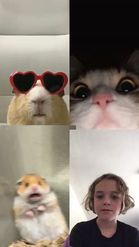 Preview for a Spotlight video that uses the animal video call Lens