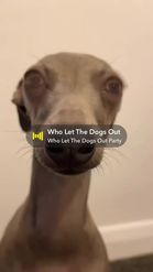 Preview for a Spotlight video that uses the ripley dog Lens