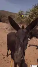 Get ready for an up-close look at a group of donkeys in their natural habitat! This captivating footage captures the curious and gentle nature of these animals as they interact with the camera. Set against a stunning backdrop of rolling hills and dry terrain, the scene offers a peaceful glimpse into rural life. Whether you're a fan of wildlife, farm animals, or simply enjoy serene nature moments, this is a must-watch. by @codedsoso with NO BATIDÃO by ZXKAI, slxughter