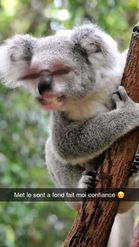 Preview for a Spotlight video that uses the Koala Lens