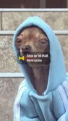 Preview for a Spotlight video that uses the Hoodie Dog Meme Lens