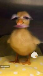 Preview for a Spotlight video that uses the Talking Duck Lens