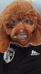 Preview for a Spotlight video that uses the Toy Poodle Face Lens