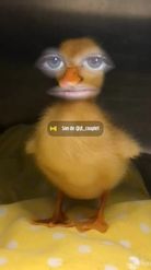 Preview for a Spotlight video that uses the Talking Duck Lens