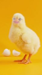 Preview for a Spotlight video that uses the Baby Chicken Lens
