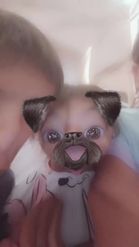 Preview for a Spotlight video that uses the Funny Pug Lens