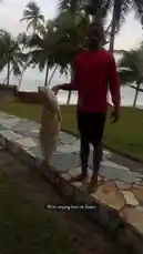 In this short clip, Efia Adanals proudly displays a large fish he has just caught. He stands barefoot on a stone path next to a grassy area, holding the impressive catch vertically. The scenic background features palm trees swaying near the ocean, suggesting a successful fishing trip in a coastal location. by @naa.ayele911 with Original Sound by naa.ayele911