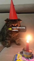 Preview for a Spotlight video that uses the Birthday Cat Lens