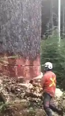 In a stunning display of forestry work, a massive tree is brought down in a controlled felling operation. A worker in safety gear uses a chainsaw to cut into the trunk before it begins to crack and fall, sending a shower of sawdust into the air. This raw footage captures the power and precision involved in safely cutting down large timber. by @rs4_6h with Original Sound by rs4_6h