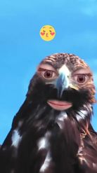 Preview for a Spotlight video that uses the Flirty Eagle Lens