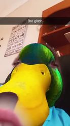 Preview for a Spotlight video that uses the Duck Lens