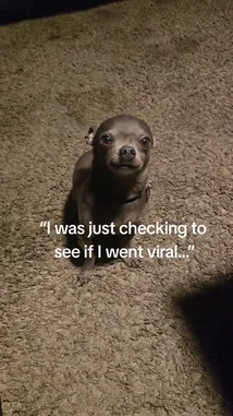 A small chihuahua sits on a carpeted floor, looking directly at the camera with wide, expressive eyes. As text overlays appear on screen saying 'I was just checking to see if I went viral...', 'No? Okay...', and 'I'll check one more time...', the dog's head tilts slightly, giving the impression it is reacting to the humorous message. The scene captures a charming and relatable pet moment, perfect for fans of funny animal content. by @uk-gos with Original Sound by uk-gos