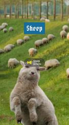 Preview for a Spotlight video that uses the happy sheep Lens