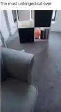 Watch as a black cat, possibly belonging to content creator Soph, completely loses its mind over a simple blue toy. This hilarious and chaotic moment captures the 'most unhinged' feline behavior you'll see all week. Perfect for fans of pet fails, funny cats, and viral animal moments. by @rs4_6h with Original Sound by rs4_6h