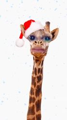 Preview for a Spotlight video that uses the Christmas Giraffe Lens