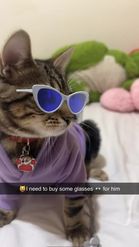 Preview for a Spotlight video that uses the Cat Sun Glasses Lens